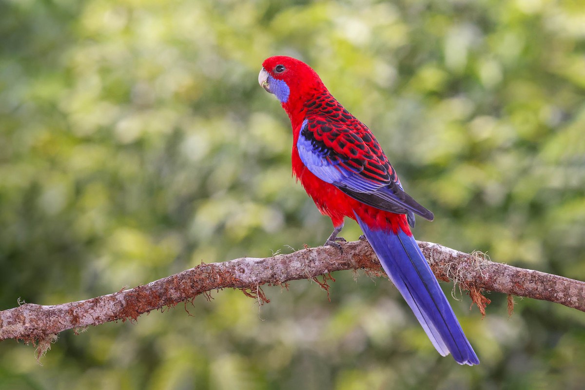 Crimson Rosella - Ged Tranter