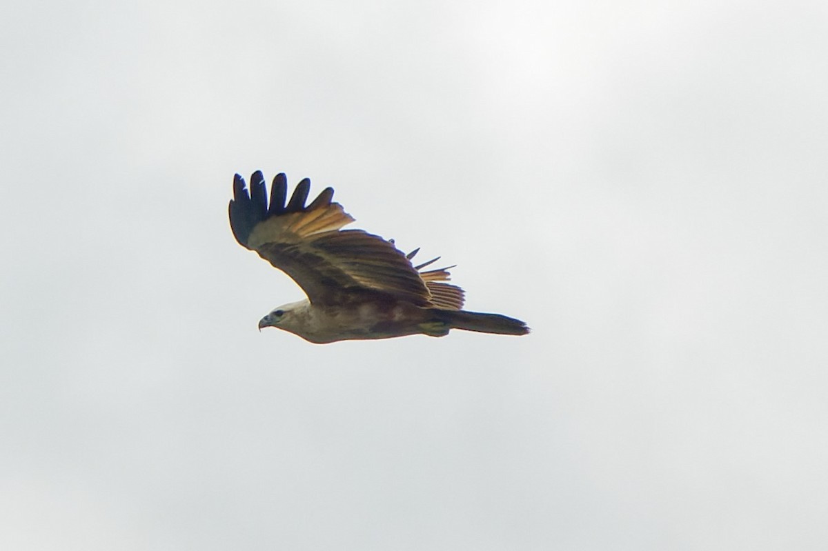 White-bellied Sea-Eagle - ML424065641