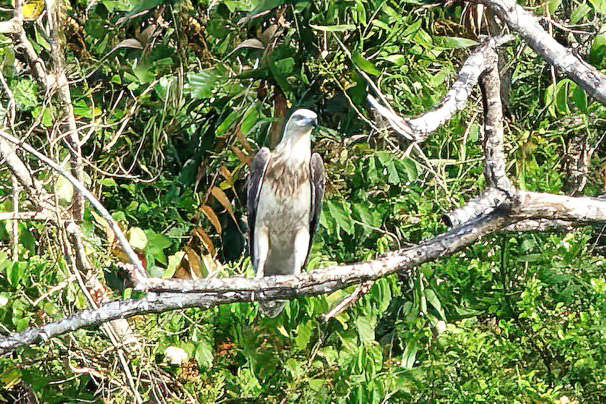 White-bellied Sea-Eagle - ML424065661