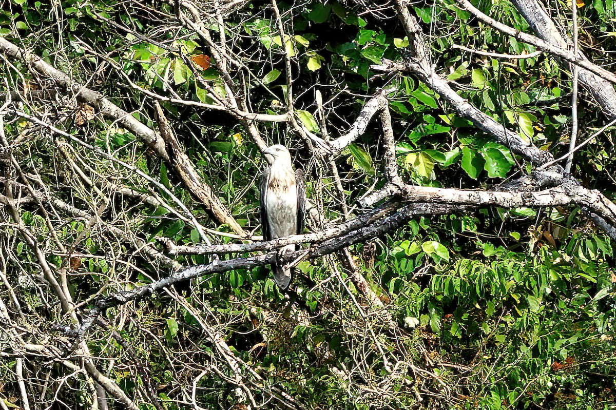 White-bellied Sea-Eagle - ML424065671