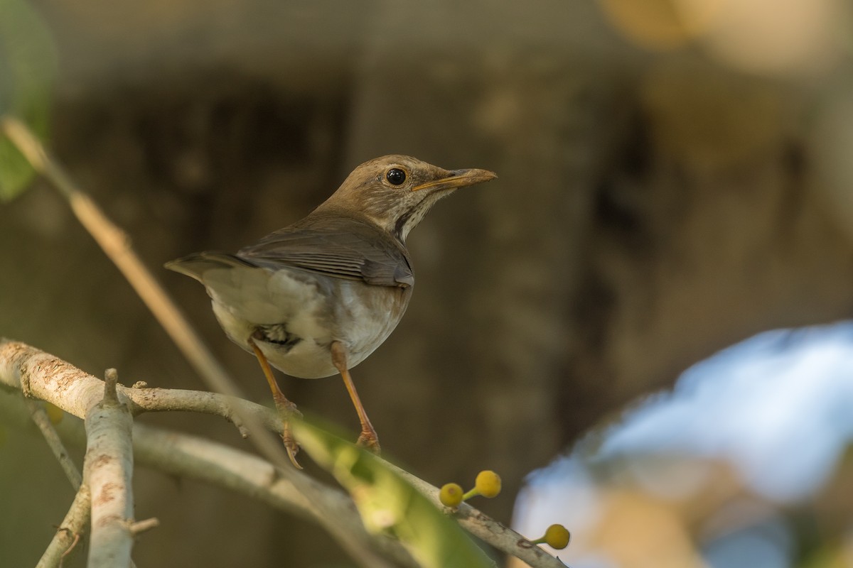 Tickell's Thrush - ML424067881