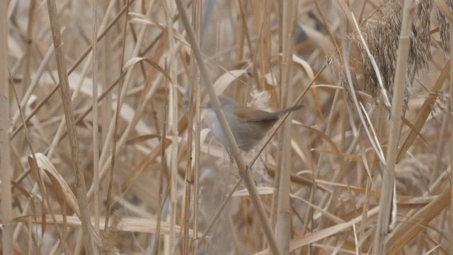 Cetti's Warbler - ML424070441