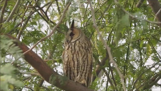 Long-eared Owl (Eurasian) - ML424070901