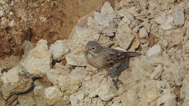 Bruant à cou gris - ML424070931