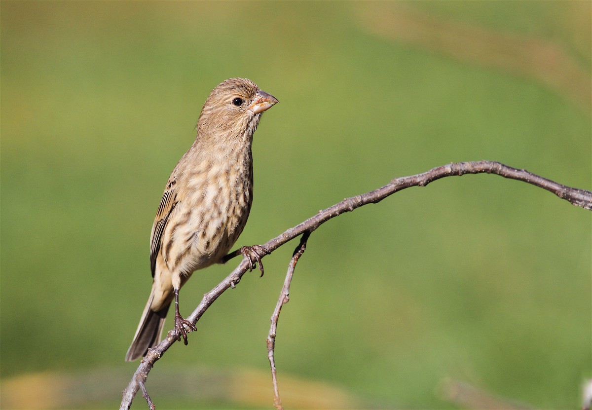 House Finch - ML42407191