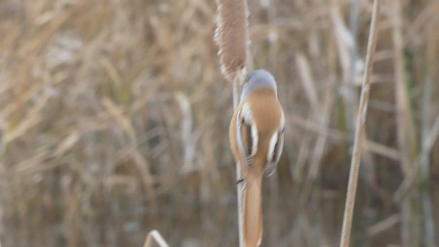 Bearded Reedling - ML424072481