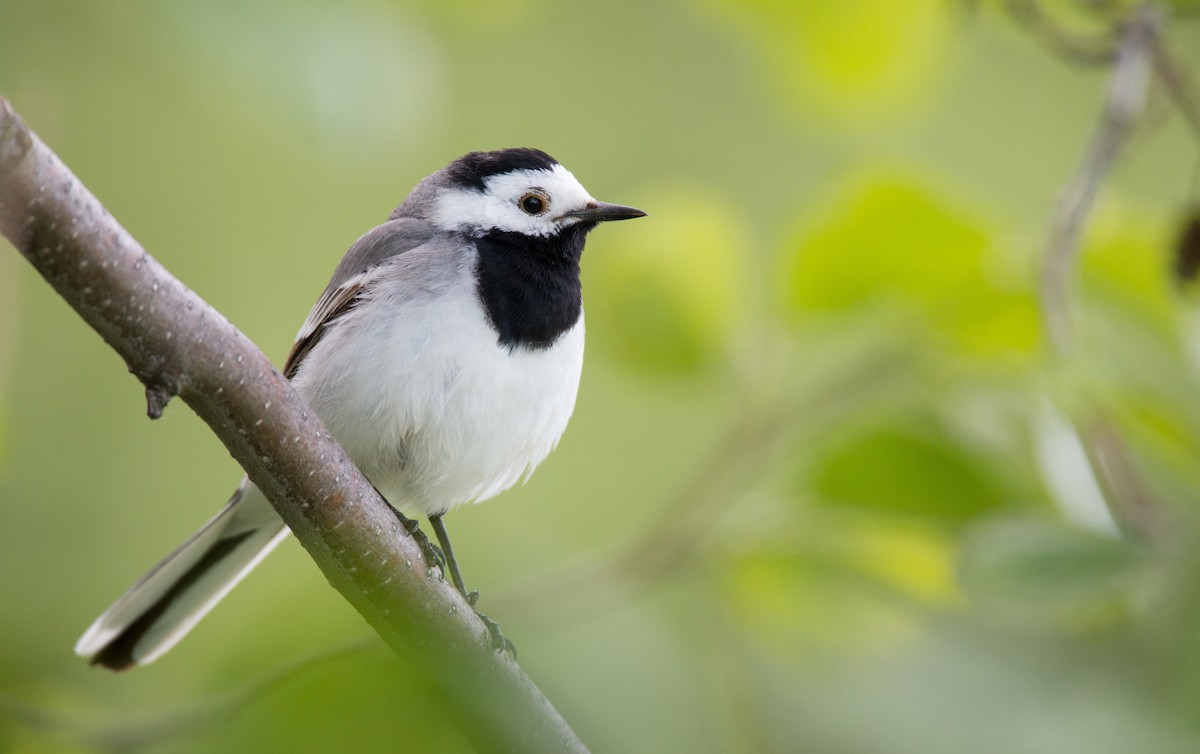 White Wagtail (White-faced) - Ian Davies