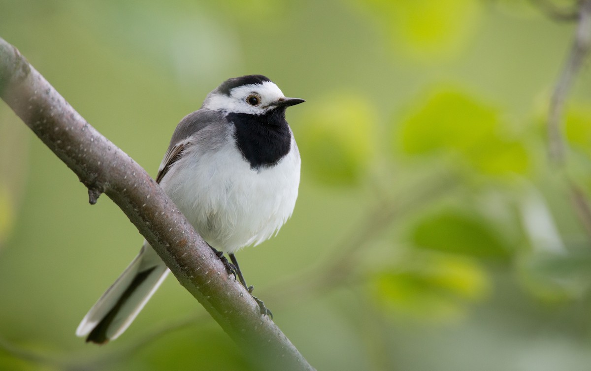 White Wagtail (White-faced) - ML42407261