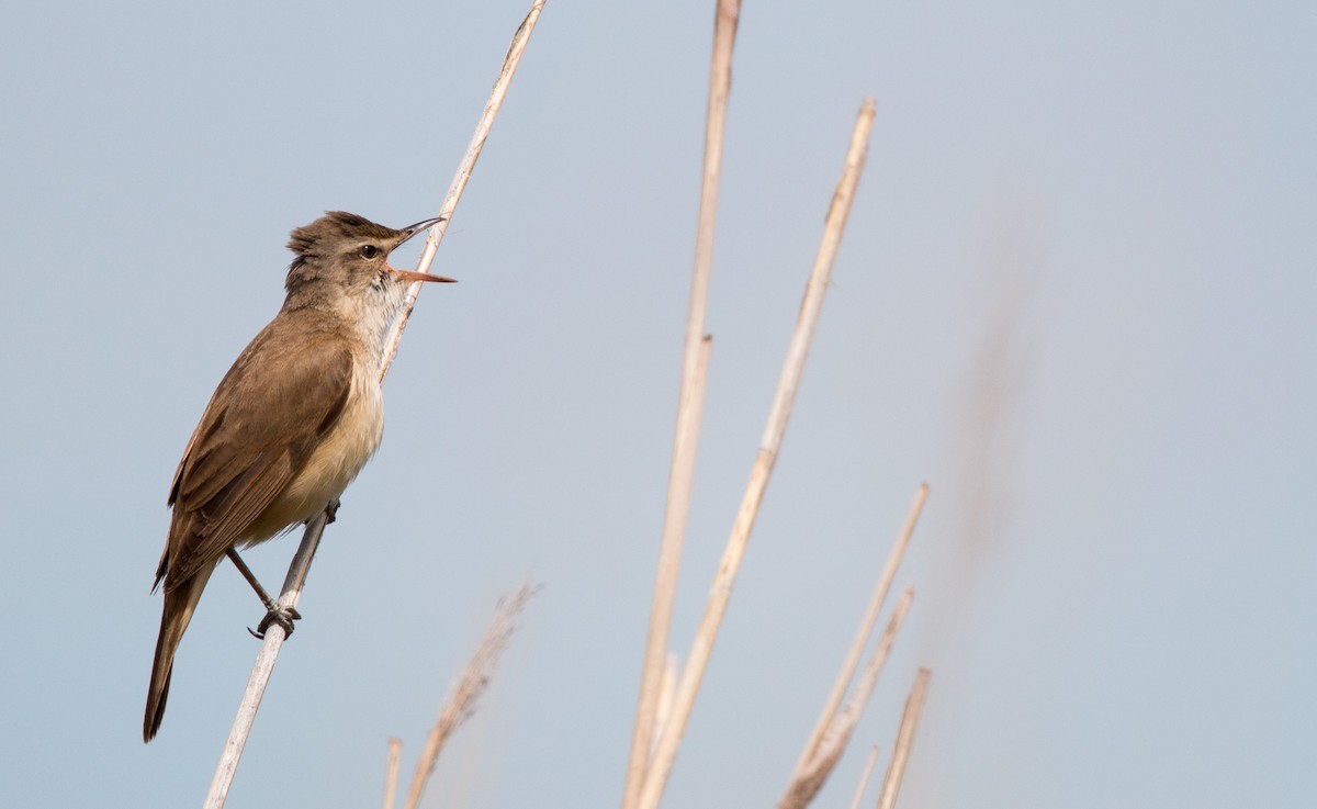 Great Reed Warbler - ML42407341