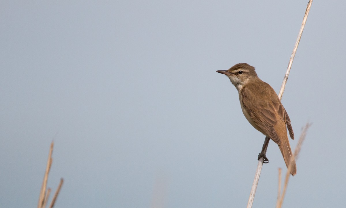 Great Reed Warbler - Ian Davies