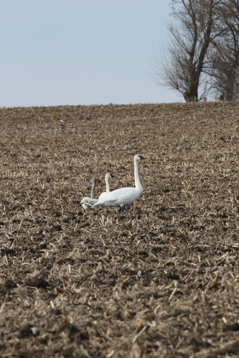 Trumpeter Swan - ML424076661