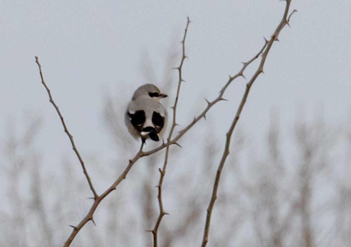 Northern Shrike - ML424076681