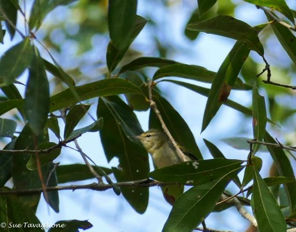 Tennessee Warbler - fide  R.Smith