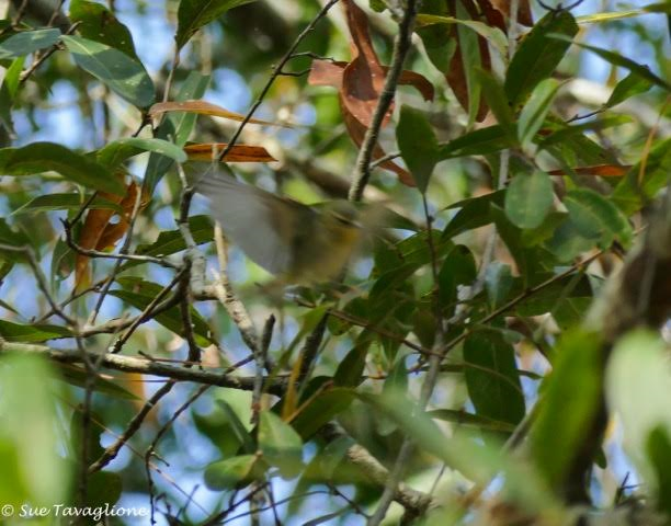 Tennessee Warbler - ML42407721