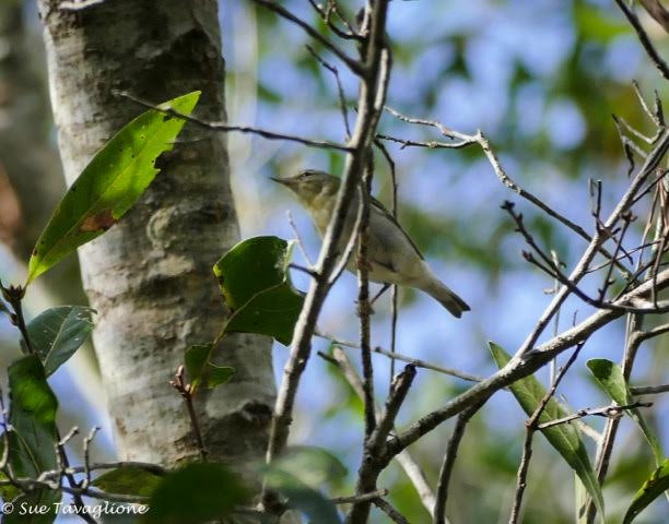Tennessee Warbler - fide  R.Smith