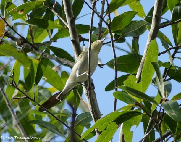 Tennessee Warbler - ML42407751