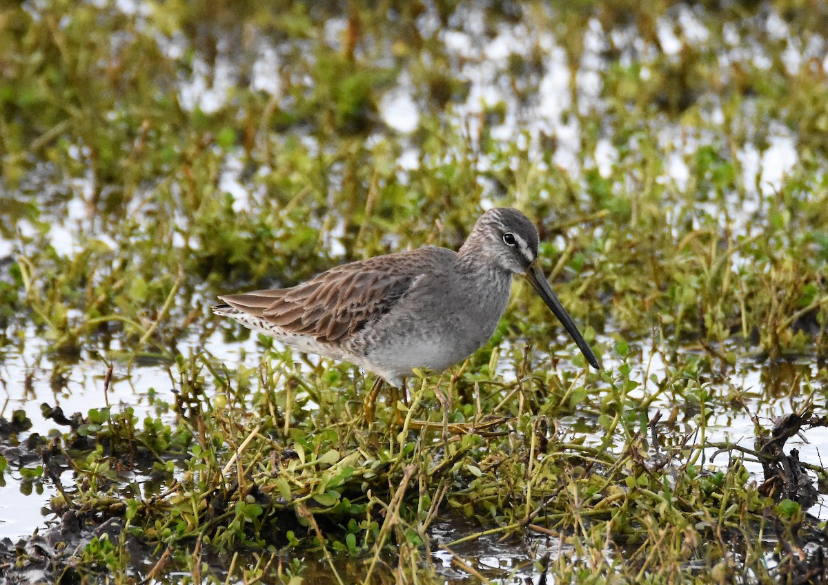 Short-billed Dowitcher - ML42407791