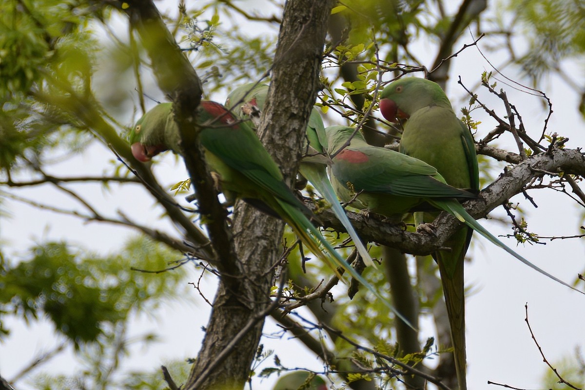 Alexandrine Parakeet - ML424078661