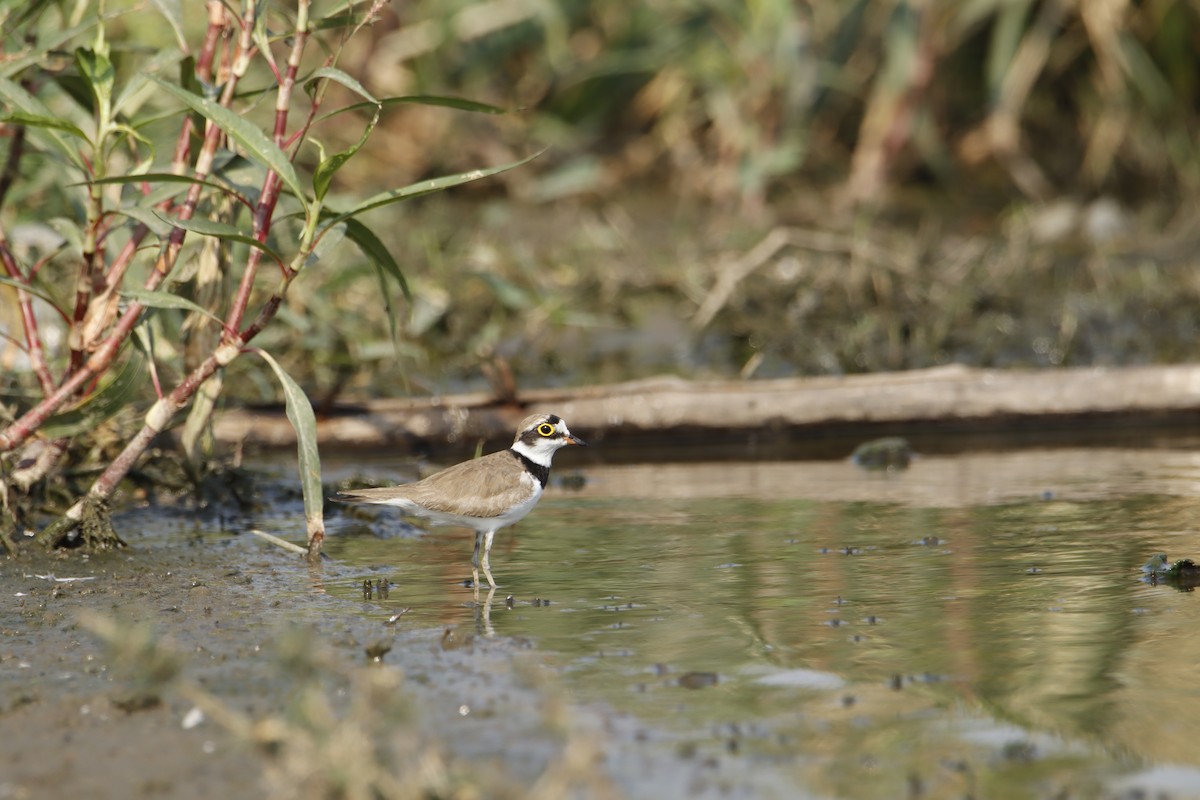 Little Ringed Plover - hari chary