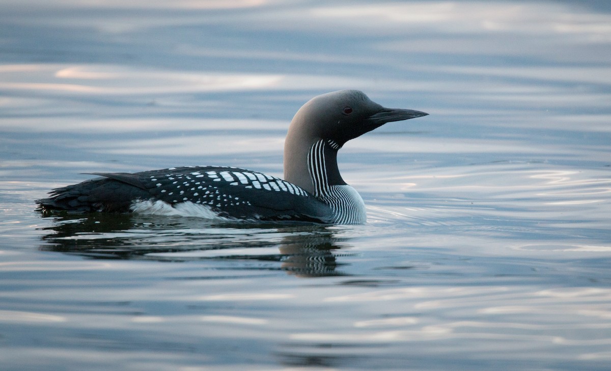 Arctic Loon - Ian Davies