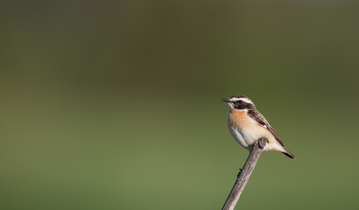 Whinchat - Ian Davies
