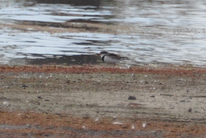 Black-fronted Dotterel - Michael Louey