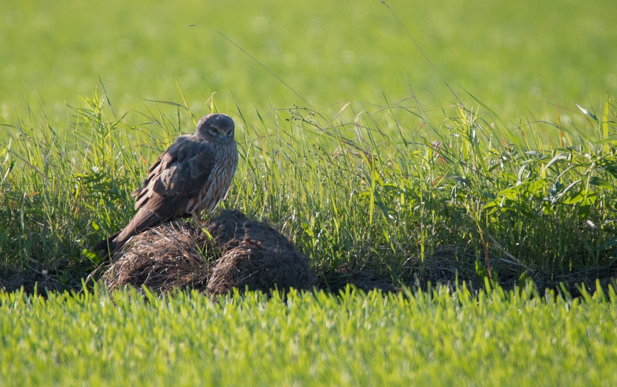 Montagu's Harrier - ML42408121