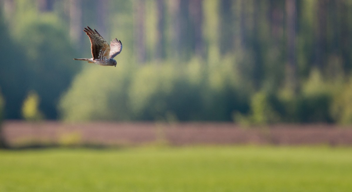 Montagu's Harrier - ML42408131