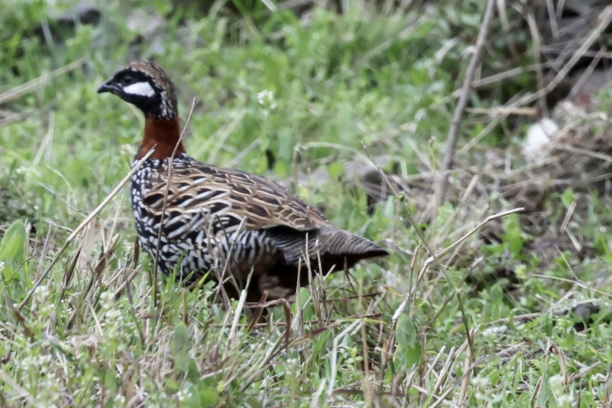 Black Francolin - ML424081391