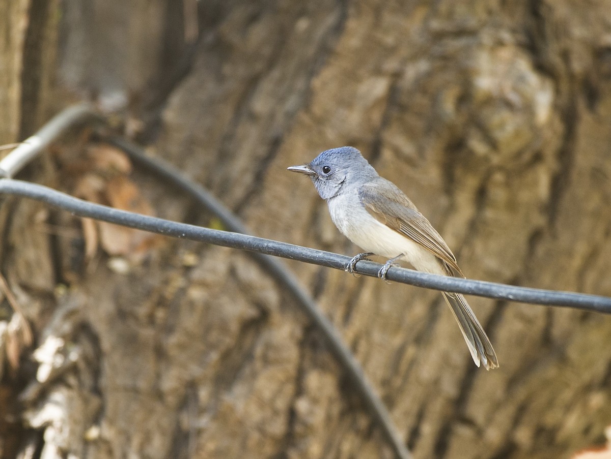 Black-naped Monarch - ML424081491