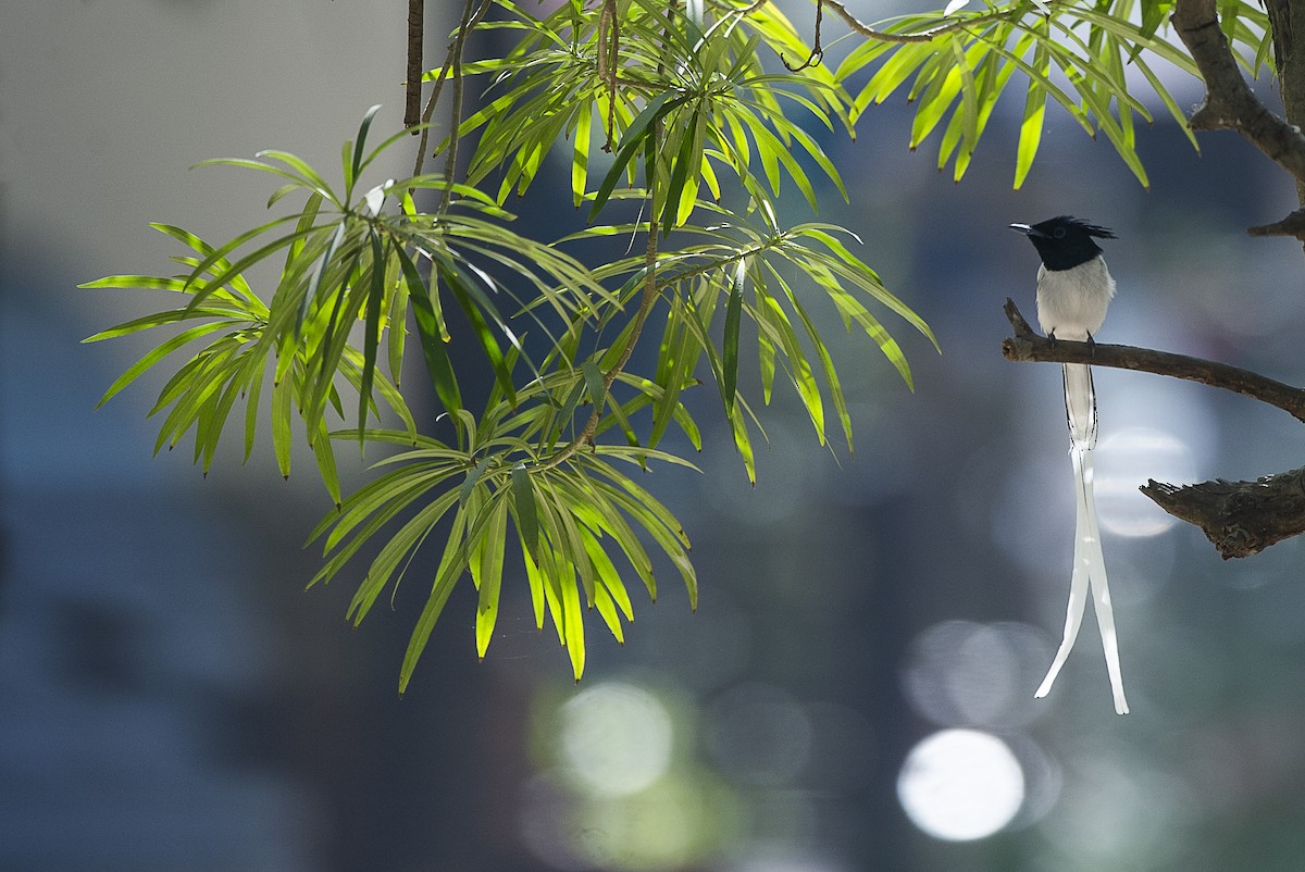 Indian Paradise-Flycatcher - ML424081501