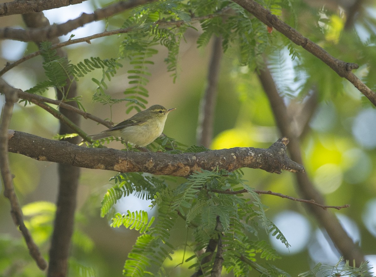 Greenish Warbler - ML424081511