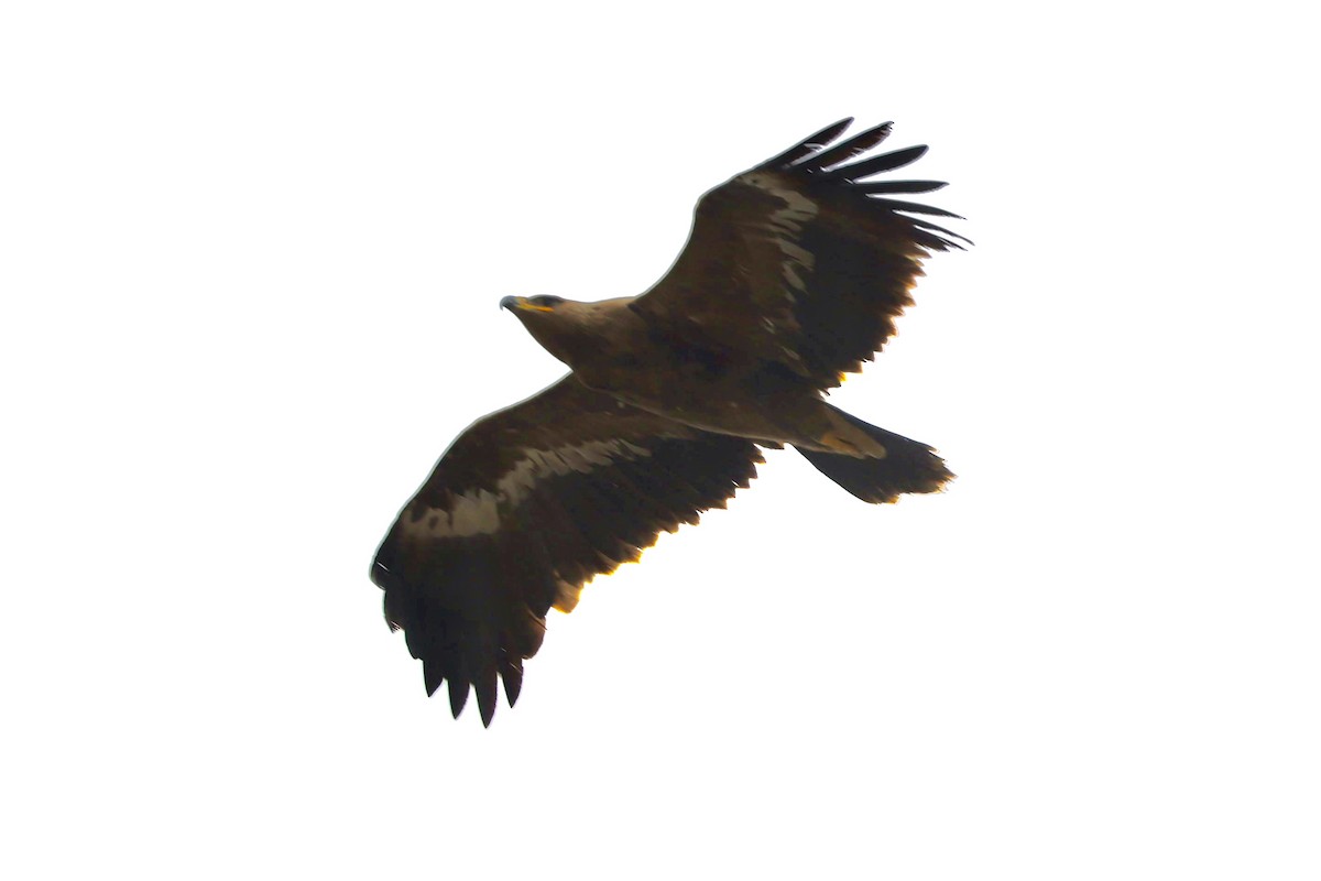 Steppe Eagle - ML424081591