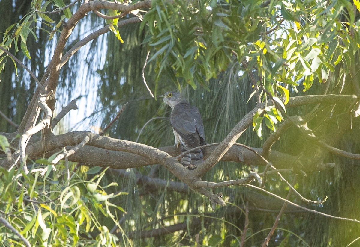 Common Hawk-Cuckoo - Dhaval  Vargiya