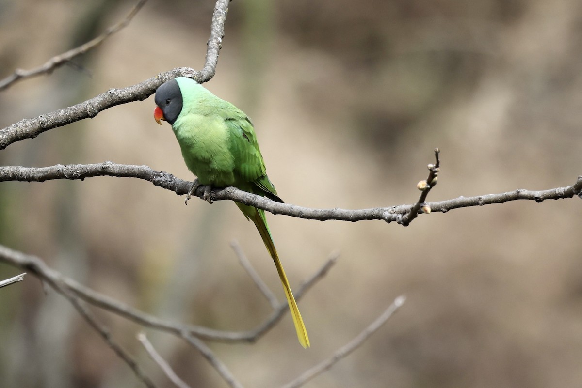 Slaty-headed Parakeet - ML424081671