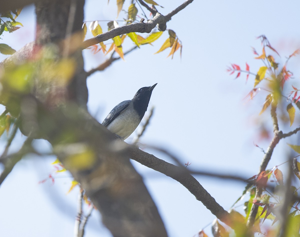 Black-headed Cuckooshrike - ML424081681