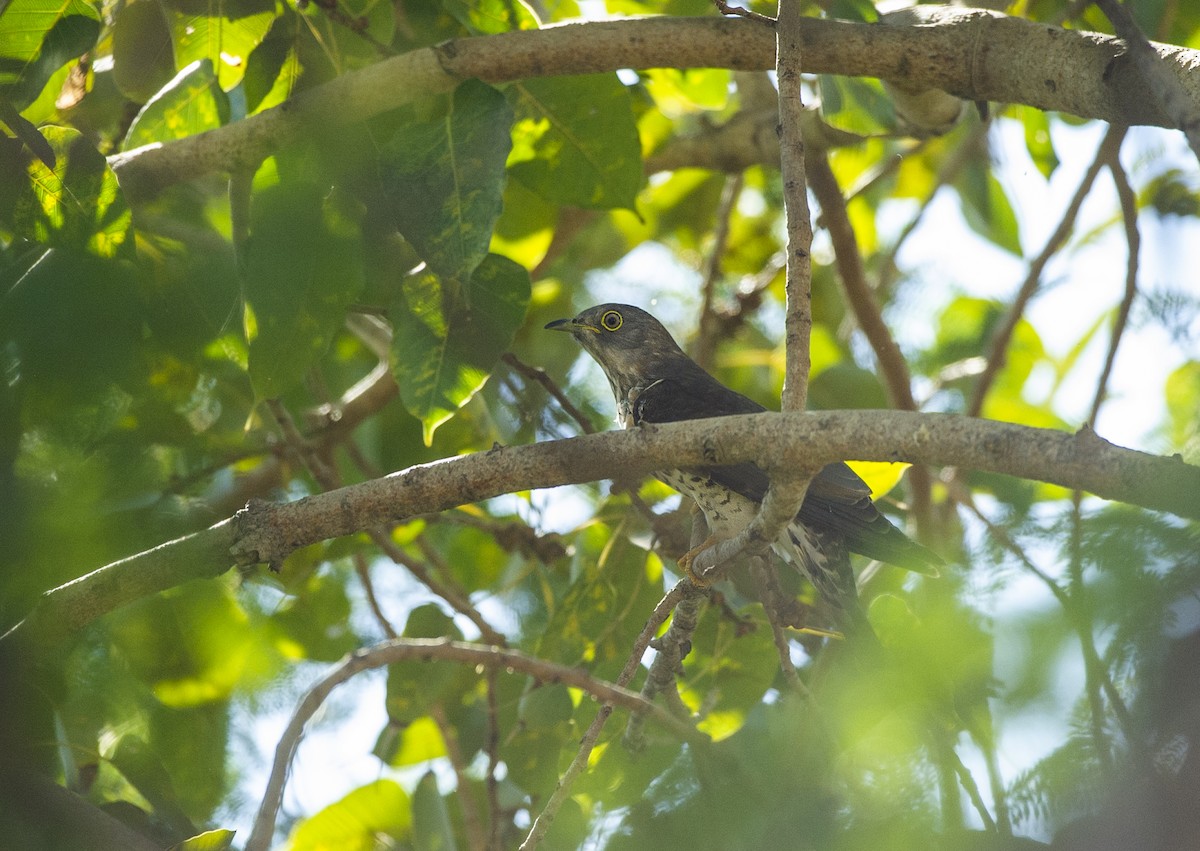 Common Hawk-Cuckoo - ML424081701