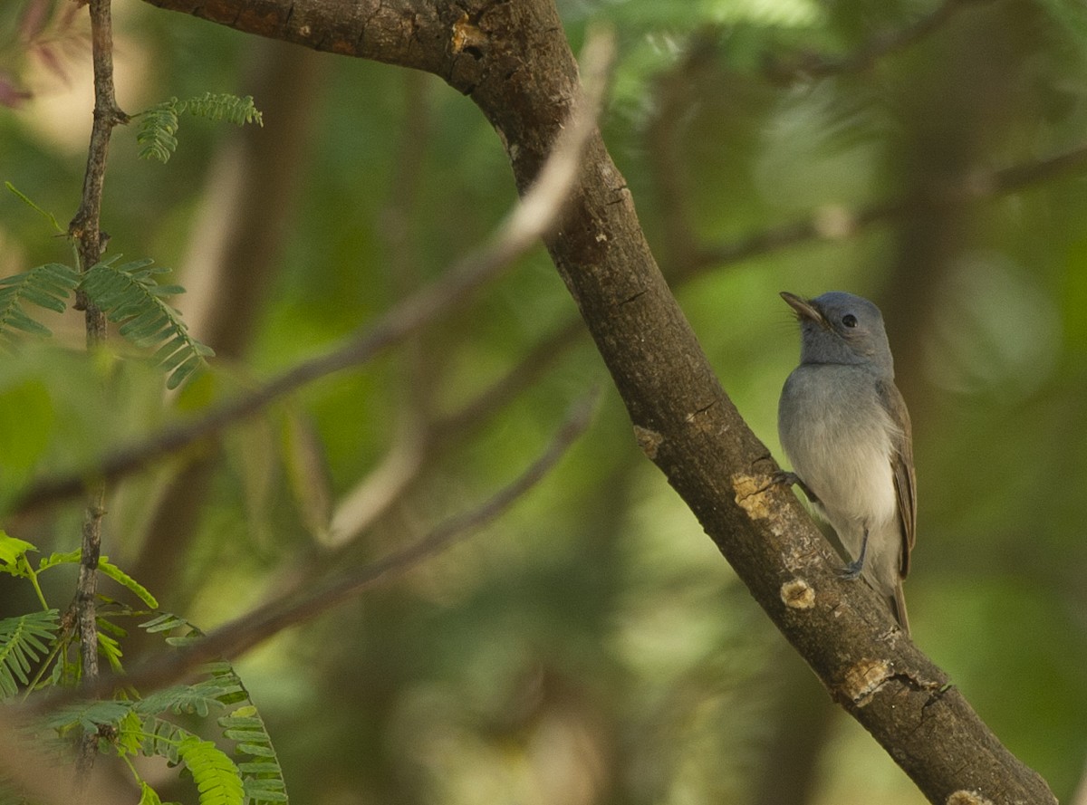 Schwarznackenmonarch - ML424081721