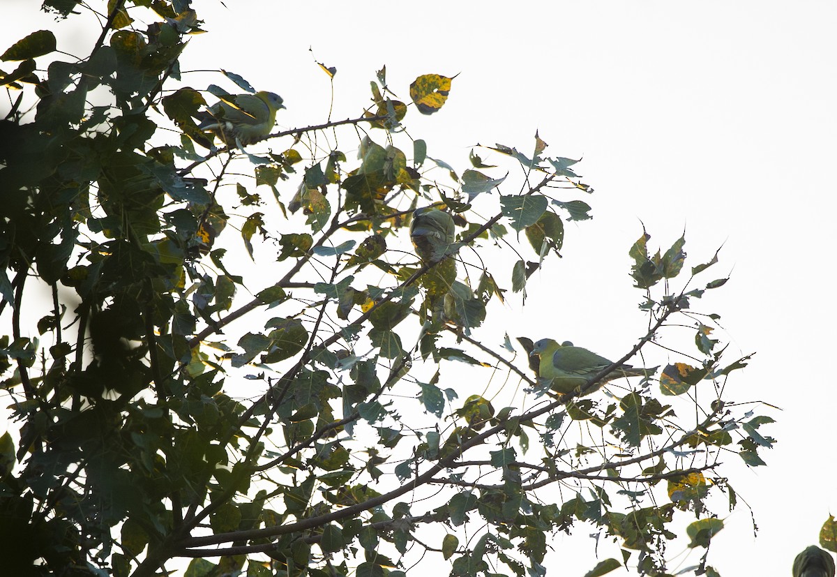 Yellow-footed Green-Pigeon - Dhaval  Vargiya