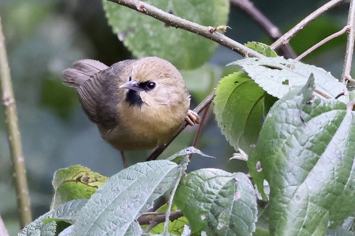 Black-chinned Babbler - ML424081961