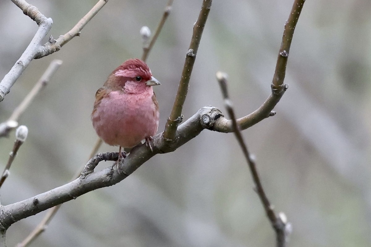 Pink-browed Rosefinch - ML424082881