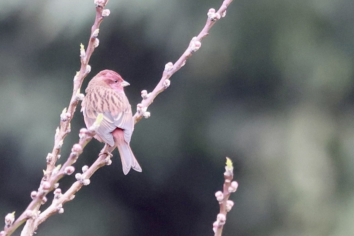 Pink-browed Rosefinch - ML424082891