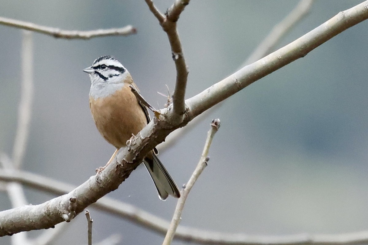 Rock Bunting - ML424082911