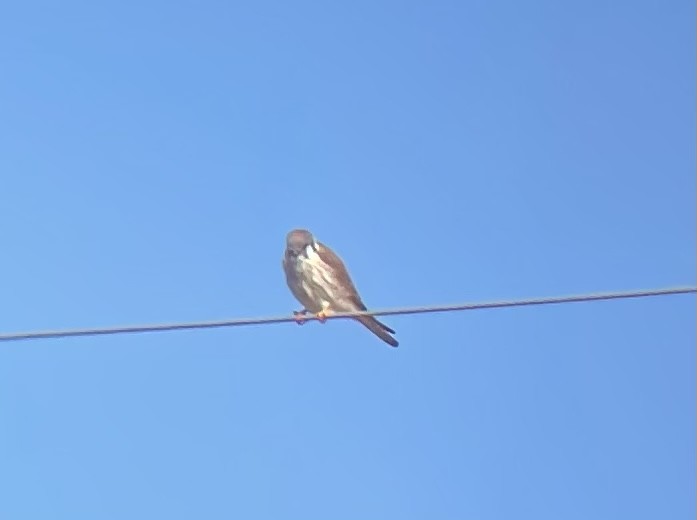 American Kestrel - Dylan Jackson