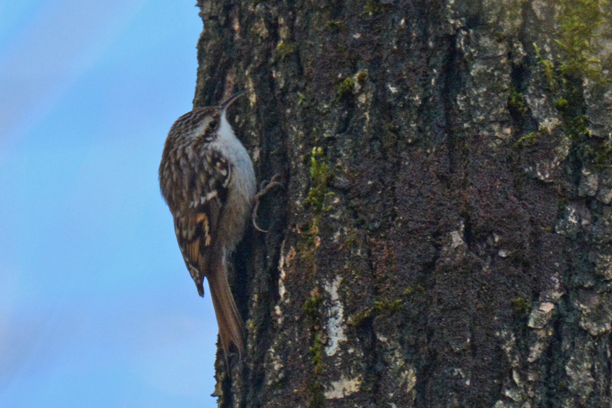 Short-toed Treecreeper - ML424083331