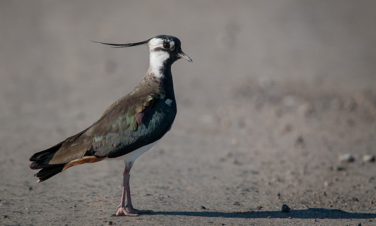 Northern Lapwing - ML42408371