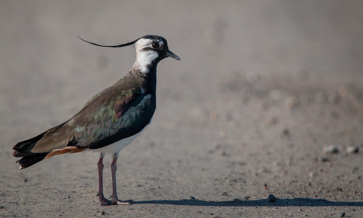 Northern Lapwing - Ian Davies