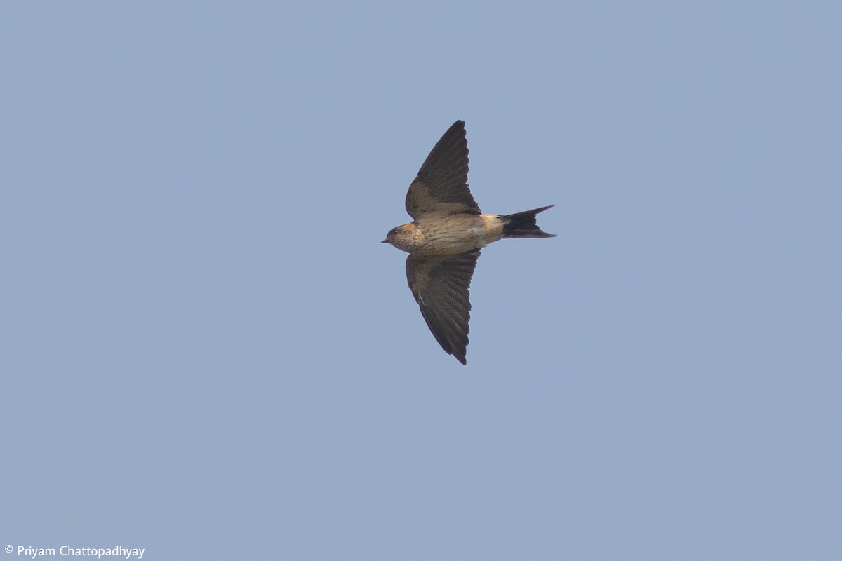 Red-rumped Swallow - ML424084311