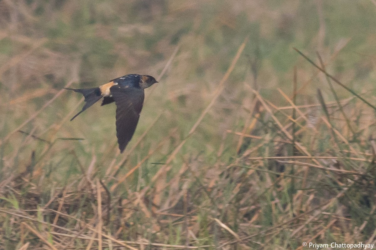 Red-rumped Swallow - ML424084321