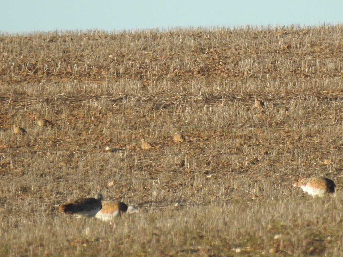 Black-bellied Sandgrouse - ML424084941